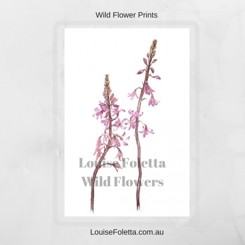Australian Wild Flowers Prints Available - Louise Foletta Melbourne based Artist